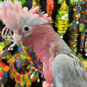 Galah cockatoo for sale Australia, Pink cockatoos for sale