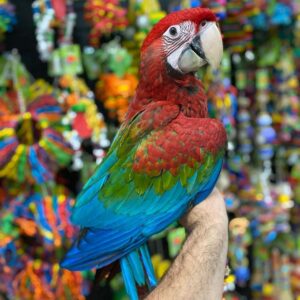 Macaw parrot for sale Australia, Buy macaw parrots online