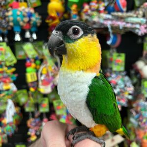 black headed caique for sale australia, buy caique parrots AU