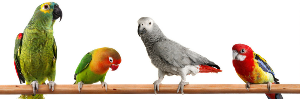 Talking parrots for sale in Australia, Buy baby parrots online in Australia