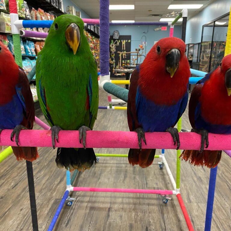 Talking parrots for sale AU, Buy baby parrots in Australia